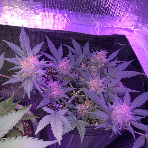 Redmag 02 growlog timeline photo