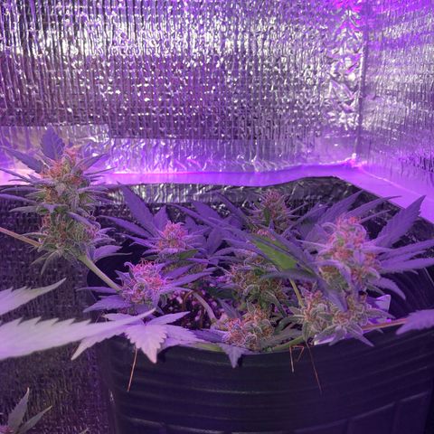Redmag 02 growlog timeline photo