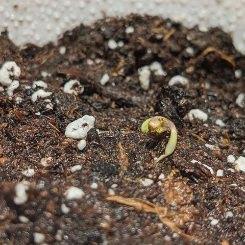 Cherry Grapefruit growlog photo: Ma skriply korinek po vyschnuti seminka pri kliceni na ubrousku. Snad se da dokupy.