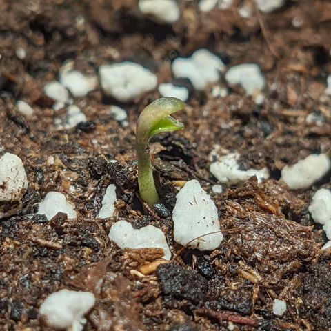 Cherry Grapefruit growlog timeline photo