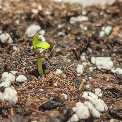 Cherry Grapefruit growlog timeline photo