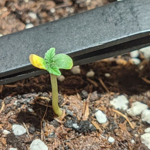 Cherry Grapefruit growlog timeline photo