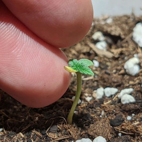 Cherry Grapefruit growlog timeline photo