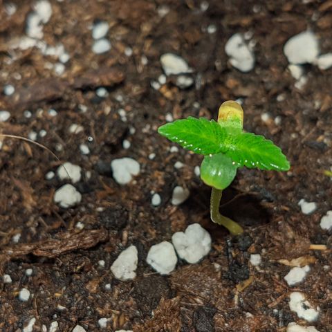 Cherry Grapefruit growlog timeline photo