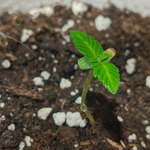 Cherry Grapefruit growlog timeline photo
