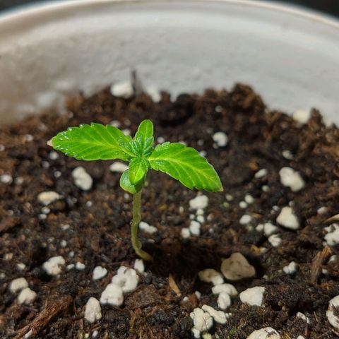 Cherry Grapefruit growlog photo: Dnes jsem vypozoroval spalene tipy... Budu pozorvat jak se to vyvine. 
