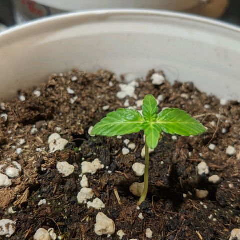 Cherry Grapefruit growlog timeline photo