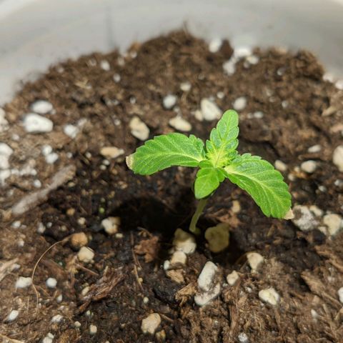 Cherry Grapefruit growlog photo: Tipsy stale spalene, nebude to svetlem, protoze zbyle kyticky problemem netrpi. Listy trochu ohle dolu, zda se ze je to normalni.