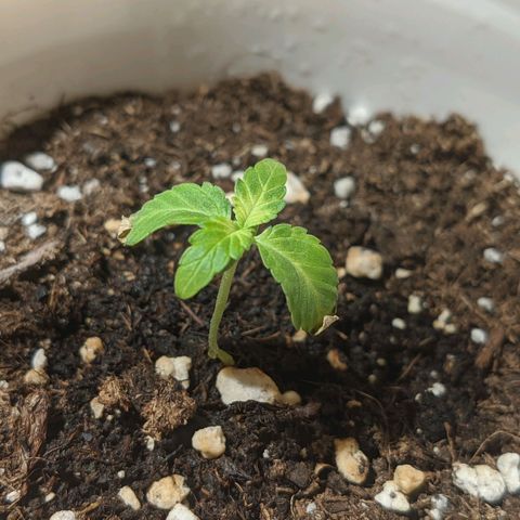 Cherry Grapefruit growlog photo: 2 x 15ml zalivky se zda byt hodne, listy vadnou. Upravim od zitrka na 1 x 25ml.