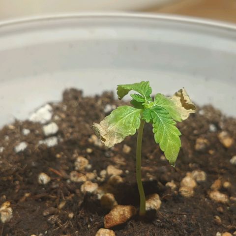 Cherry Grapefruit growlog timeline photo