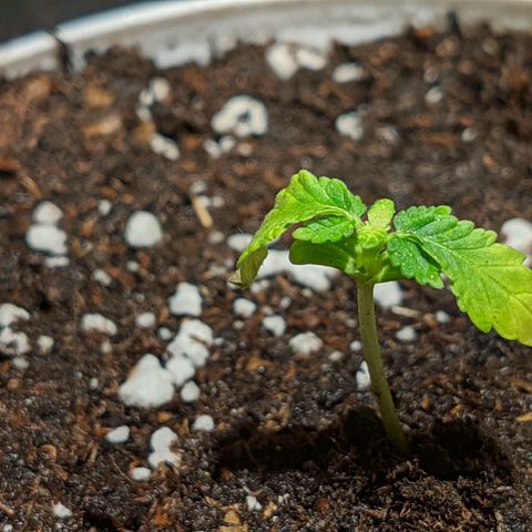 Cherry Grapefruit growlog timeline photo