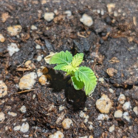 Cherry Grapefruit growlog photo: Premistena bliz ke zdroji svetla.