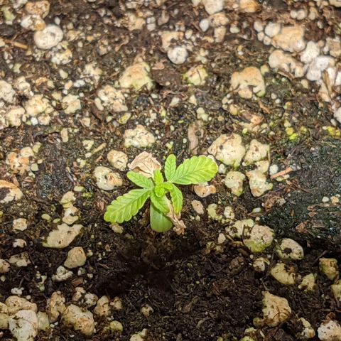 Cherry Grapefruit growlog timeline photo