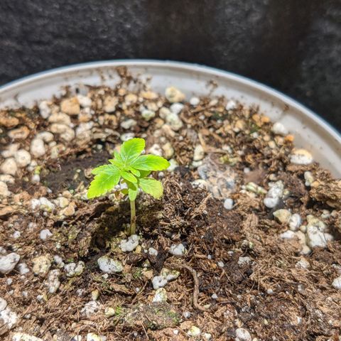 Cherry Grapefruit growlog timeline photo