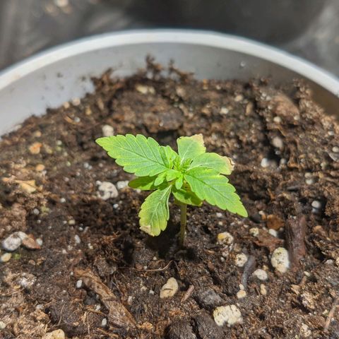 Cherry Grapefruit growlog timeline photo
