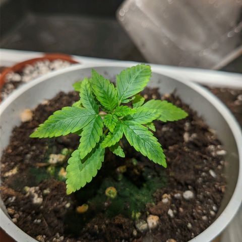 Cherry Grapefruit growlog photo: Zda se, ze je problem s koreny, jelikoz po nejake dobe v parenisti kvetinka ozila. Nasava asi vlahu skrz listy.