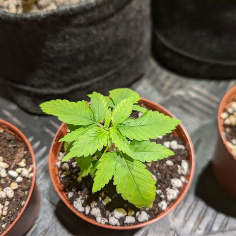 Cherry Grapefruit growlog photo: Presazeno do mensiho kvuli kontrole vlahy. Zemina = Canna Terra Professional