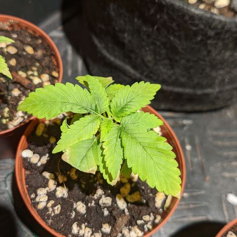 Cherry Grapefruit growlog timeline photo
