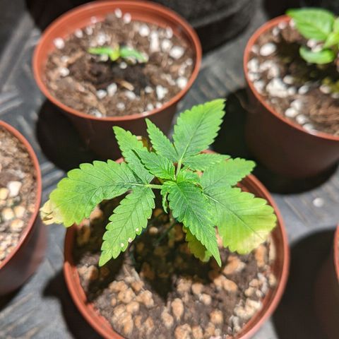 Cherry Grapefruit growlog timeline photo