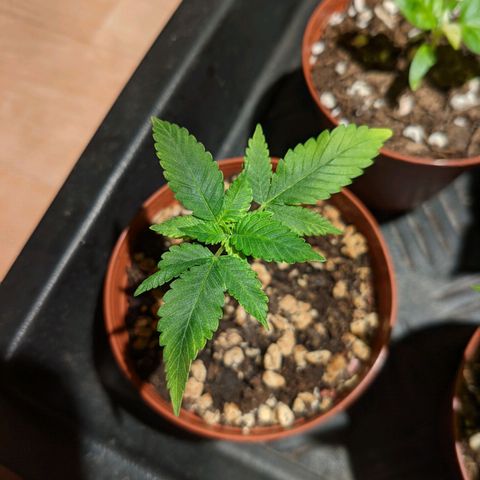 Cherry Grapefruit growlog timeline photo