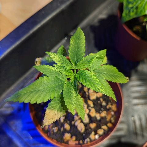 Cherry Grapefruit growlog timeline photo