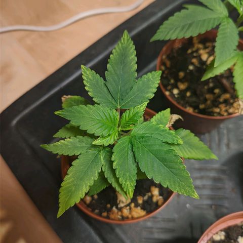 Cherry Grapefruit growlog timeline photo