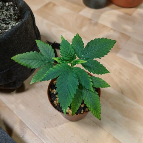 Cherry Grapefruit growlog timeline photo