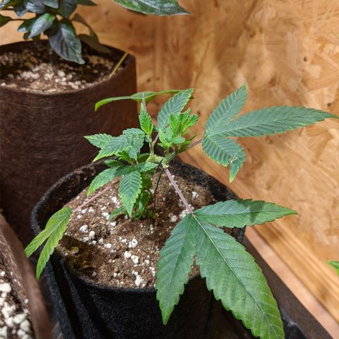 Cherry Grapefruit growlog timeline photo