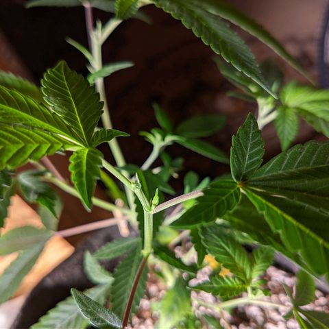 Cherry Grapefruit growlog photo: 2x top