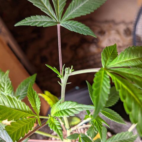 Cherry Grapefruit growlog photo: 2x top
