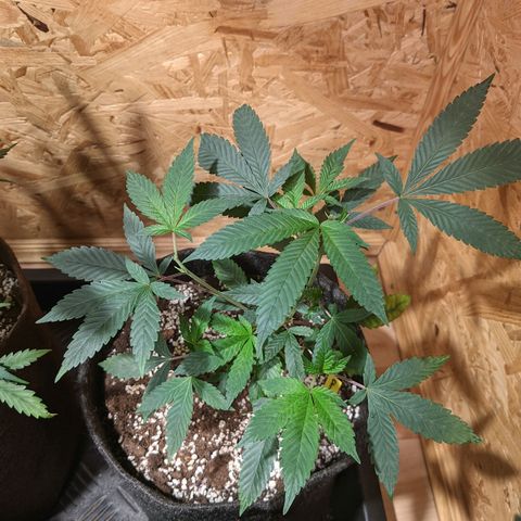 Cherry Grapefruit growlog timeline photo