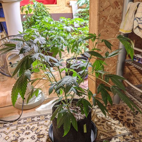 Cherry Grapefruit growlog photo: trim, top, lower branches