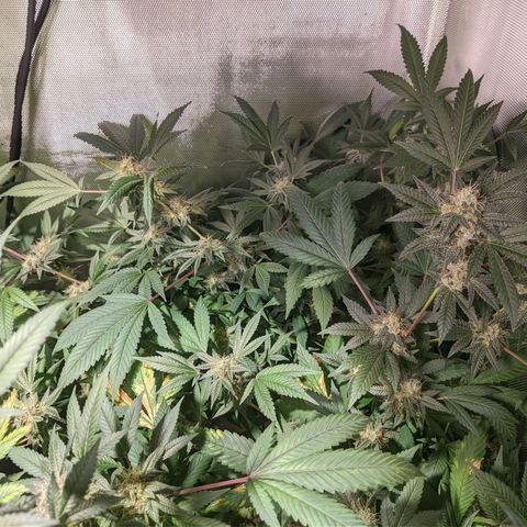 Cherry Grapefruit growlog timeline photo