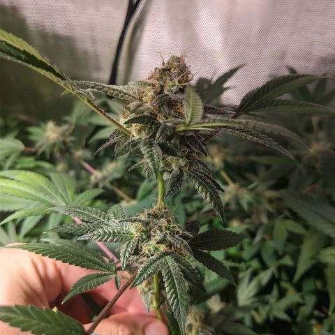 Cherry Grapefruit growlog timeline photo