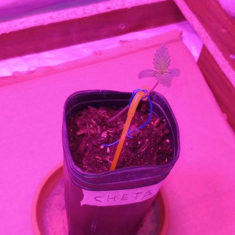 La maldita cheta  growlog timeline photo