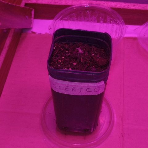 Clericó perroo growlog timeline photo