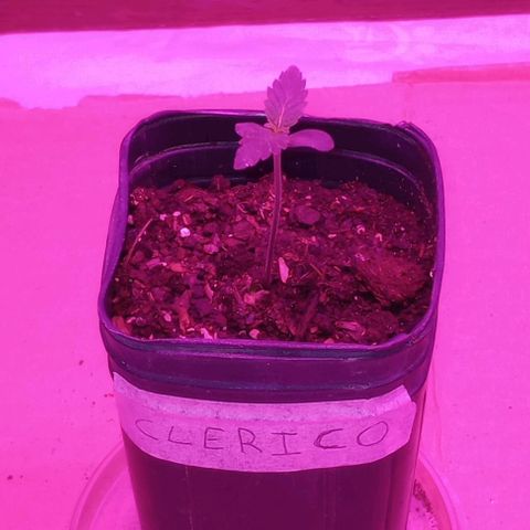 Clericó perroo growlog timeline photo