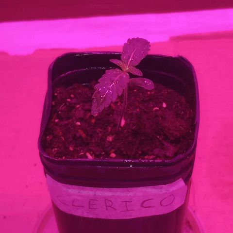 Clericó perroo growlog timeline photo