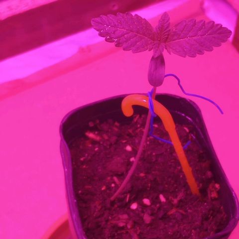 La maldita cheta  growlog timeline photo