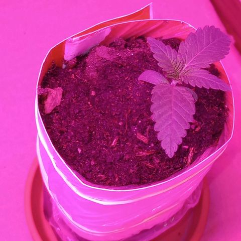 La maldita cheta  growlog photo: Le agregué un cartón forrado en plástico para hace la maseta un poco más alta y así poder poner más tierra, ya q se espigo mucho y no tenía fiermesa el tallo 