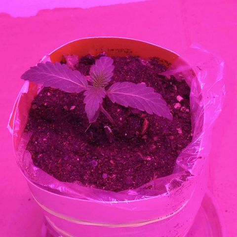 Clericó perroo growlog photo: Le agregué un cartón forrado en plástico para hace la maseta un poco más alta y así poder poner más tierra, ya q se espigo mucho y no tenía fiermesa el tallo 