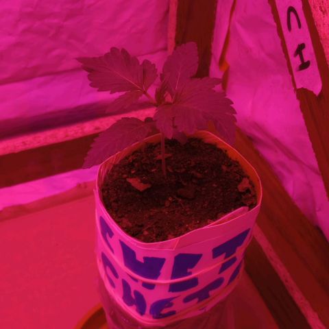 La maldita cheta  growlog timeline photo