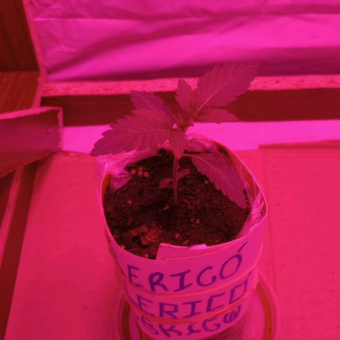 Clericó perroo growlog timeline photo