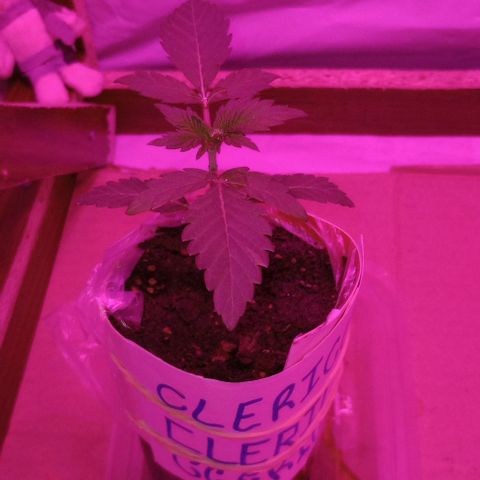 Clericó perroo growlog timeline photo