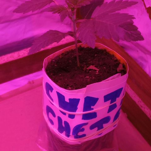 La maldita cheta  growlog timeline photo