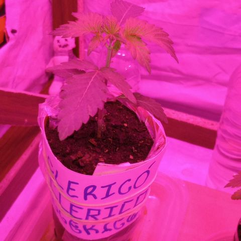 Clericó perroo growlog timeline photo