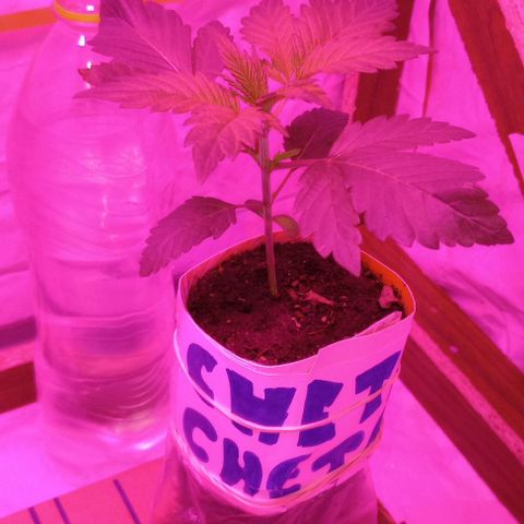 La maldita cheta  growlog timeline photo
