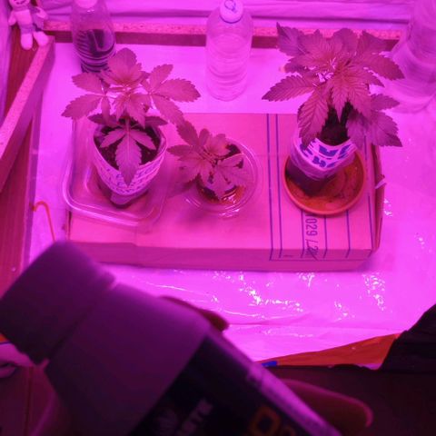 Clericó perroo growlog photo: Toco riego con ferti
Lo mismo q la última vez 
0,5 de oro negro en 250-300 ml de agua
