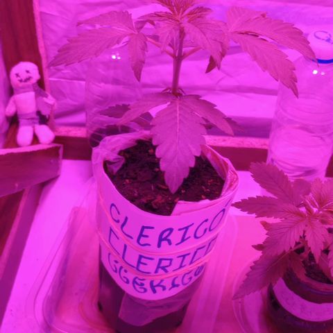 Clericó perroo growlog photo: Toco riego con ferti
Lo mismo q la última vez 
0,5 de oro negro en 250-300 ml de agua