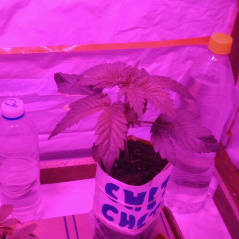 La maldita cheta  growlog photo: La regué solo con agua xq creo q se quemó x el ferti, así q la semana q viene voy a ver si vuelvo a darle o no